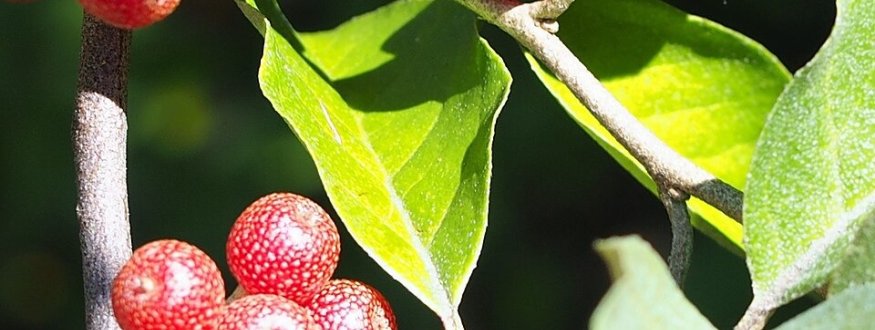 Foto van fruit van Zilverbes (Olijfwilg)