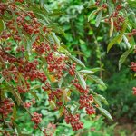 Zilverbes 'Sweet ’n Tart'