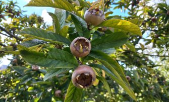 Inheemse fruitbomen - lekker plukken én goed voor de natuur