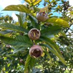 Inheemse fruitbomen - lekker plukken én goed voor de natuur