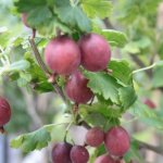 Kruisbes 'Easycrisp ® Lady Late ®'