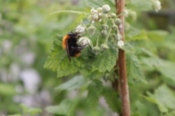 Bij op bloemen van een framboos