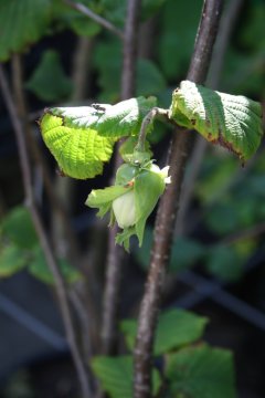 Hazelaar in onze tuin