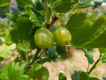 Groene kruisbessen