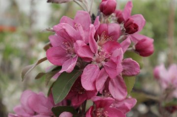 Bloesem van een sierappelboom