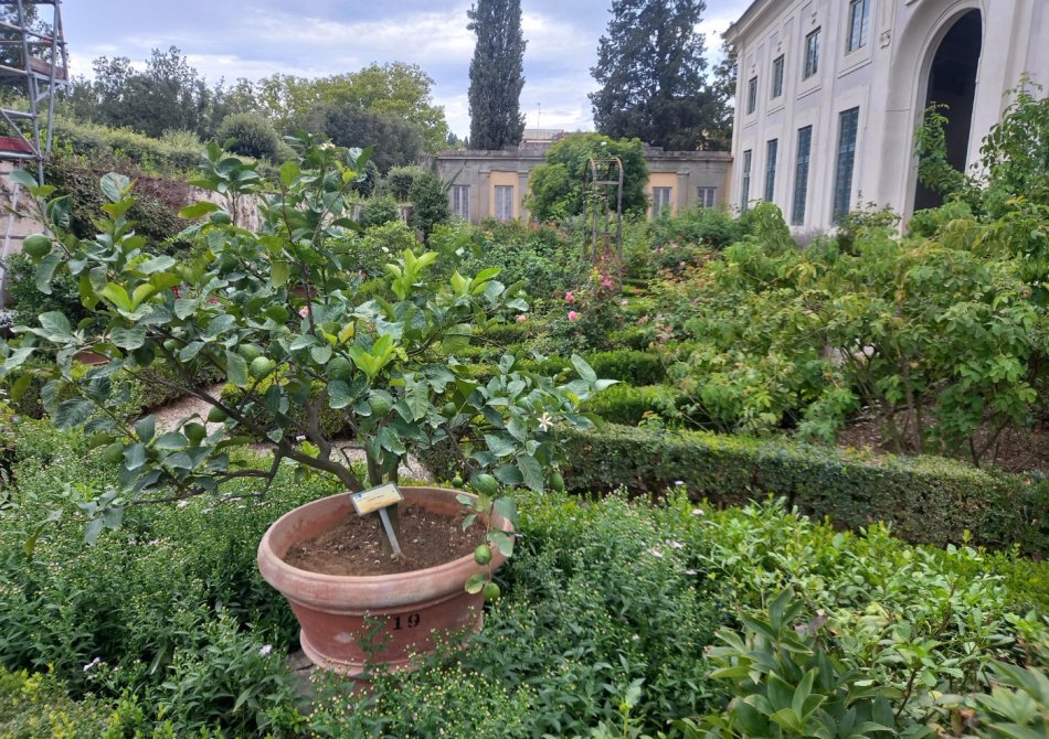 10 tips voor een succesvolle fruitboom in pot