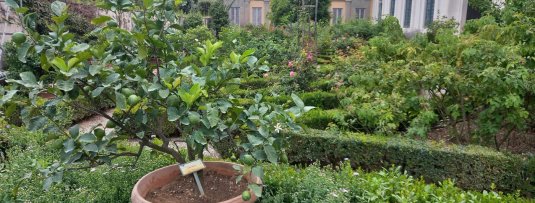 10 tips voor een succesvolle fruitboom in pot