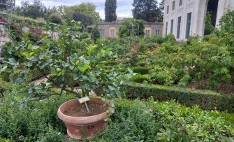 10 tips voor een succesvolle fruitboom in pot