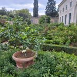 10 tips voor een succesvolle fruitboom in pot