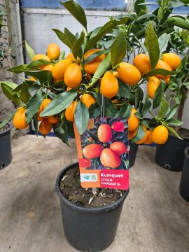 Kumquat in pot