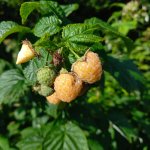 Doordragende frambozenstruik Twotimer® 'Sugana Yellow'