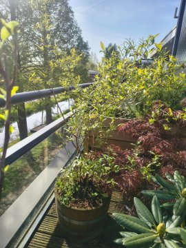 Blauwe bessenstruik in een pot