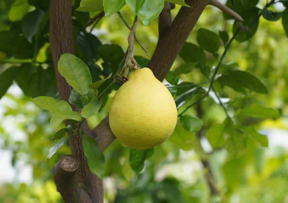 Pomelo