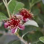 Bloesem van Feijoa (Ananasguave)