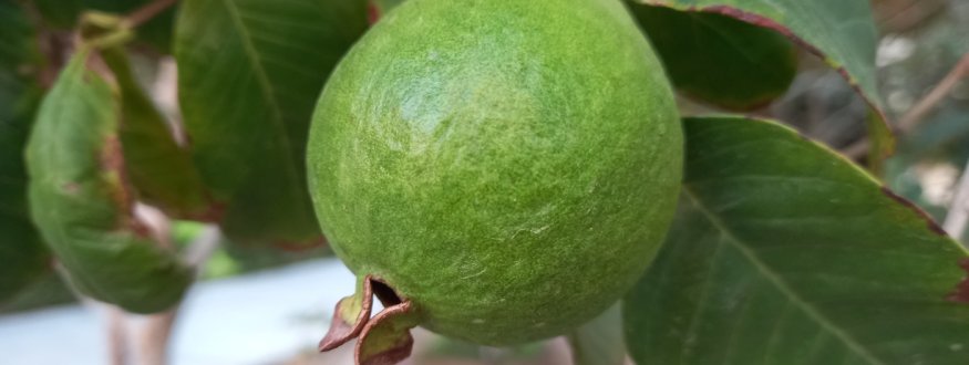 Feijoa (Ananasguave)