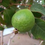 Feijoa (Ananasguave)