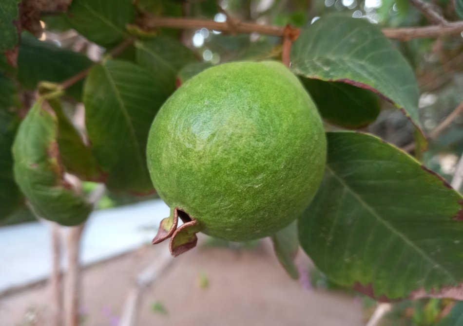 Feijoa 'Mammoth'