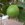 Feijoa 'Mammoth'