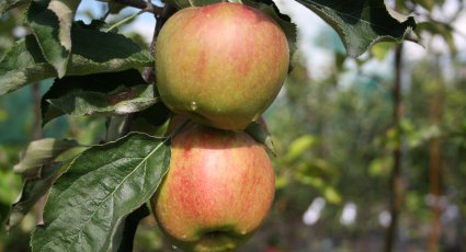 Appelboom 'Jonagold' - vanaf € 16,99 - Consumptieappelbomen