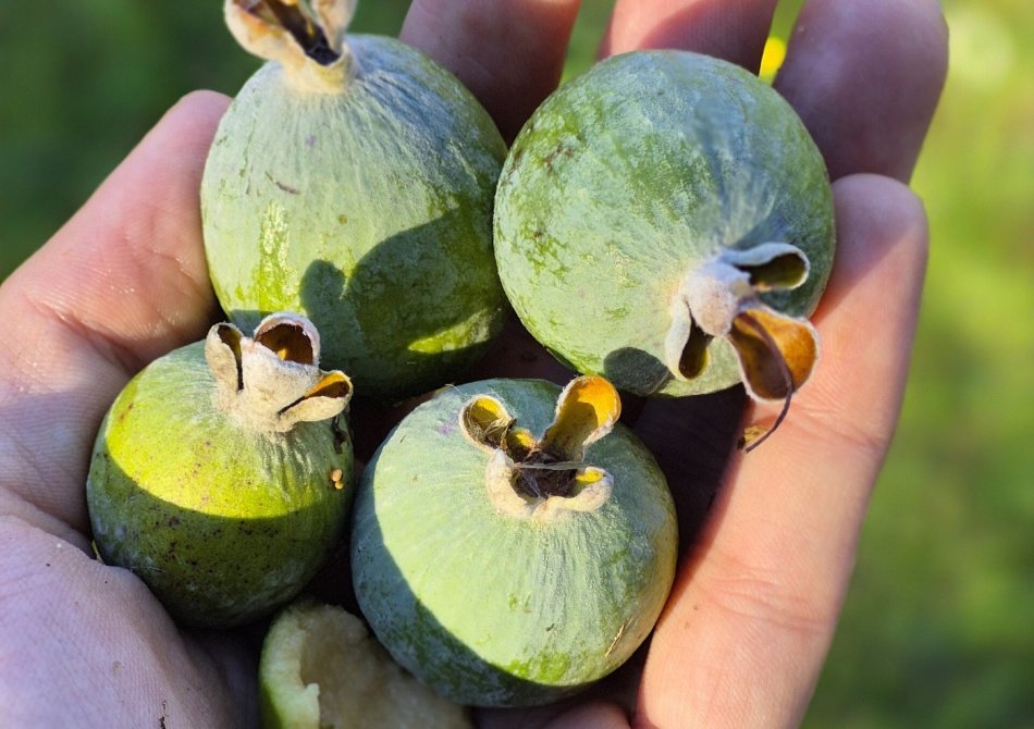 Feijoa 'Triumph'