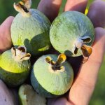 Feijoa 'Triumph'