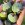 Feijoa 'Triumph'