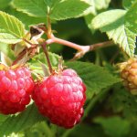 Frambozenstruik 'Enrosadira' ®