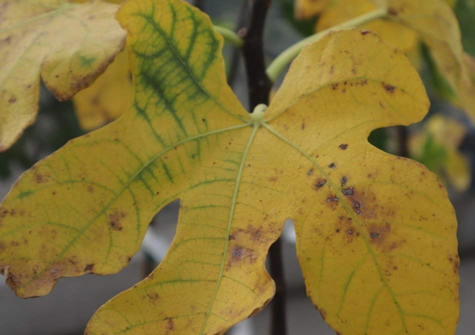 Gele bladeren aan je fruitboom in de zomer? Dit is er aan de hand