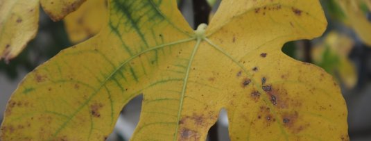 Gele bladeren aan je fruitboom in de zomer? Dit is er aan de hand