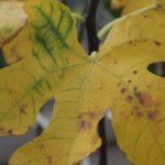 Gele bladeren aan je fruitboom in de zomer? Dit is er aan de hand