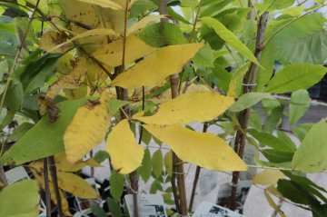Gele bladeren bij fruitboom