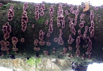 Loodglansschimmel bij een kersenboom