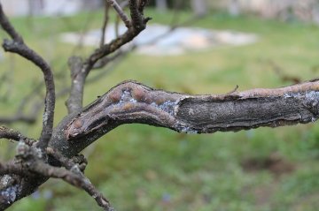 Appelbloedluis is een insect die opverwinterd op scheuren en spleten.