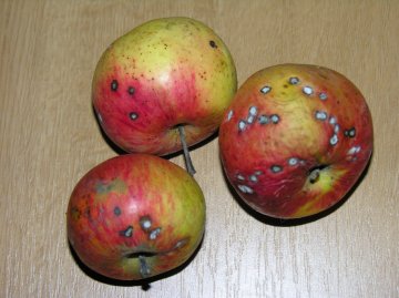 Appels aangetast door appelschurft