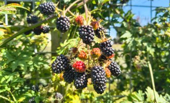 Kruisbestuiving of zelfbestuiving: wat is het verschil?