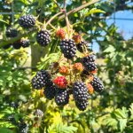 Kruisbestuiving of zelfbestuiving: wat is het verschil?