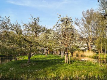 Een boomgaard met bloesem