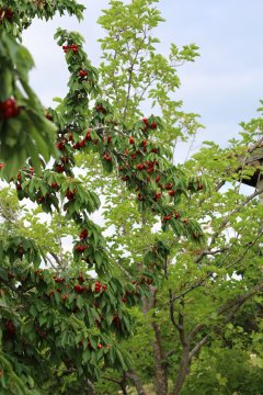 Een kersenboom vol met kersen