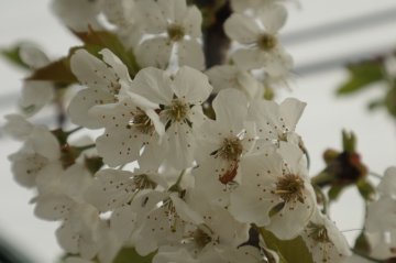 Bloesem in een kersenboom