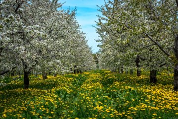 Een volwassen kersenboomgaard
