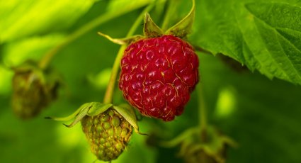 Framboos ‘Tadmor’® - vanaf € 6,99 - Frambozen - Fruitbomen.net