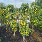 Zuilfruitbomen snoeien