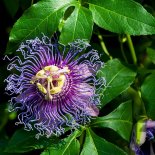 Bloesem van Passievrucht 'Eia Popeia'® 