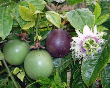 Paarse passievrucht (P. edulis)