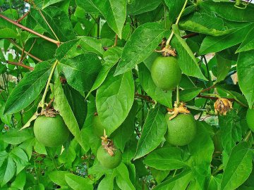 Maypop passievruchten