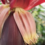 Bloesem van Banaan 'Blue Java’