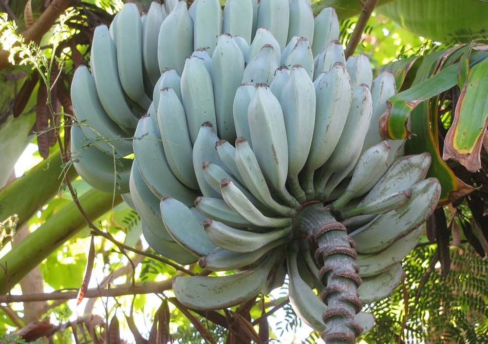 Banaan 'Blue Java’