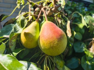 Voor smakelijke peren is de juiste snoei essentieel