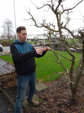 Perenboom snoeien