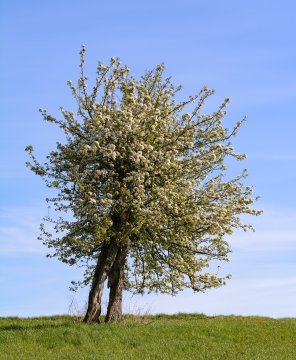 Oude perenboom met bloesem